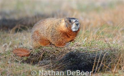 <p>Common Name: Yellow-bellied marmot </p>
