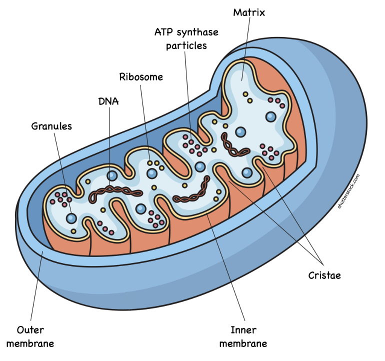 <p>The Powerhouse of the Cell, creates ATP </p><p></p><p>Fact: It also triggers programmed cell death by releasing specific proteins when a cell is damaged or old. </p>