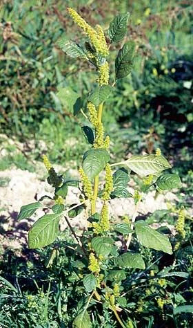<p>Identify the weed</p>
