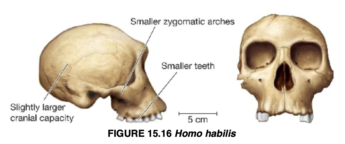 <p>Homo habilis</p>