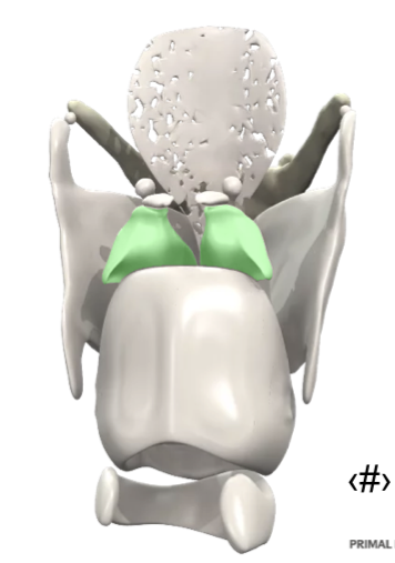 <p>what cartilage is this?</p>