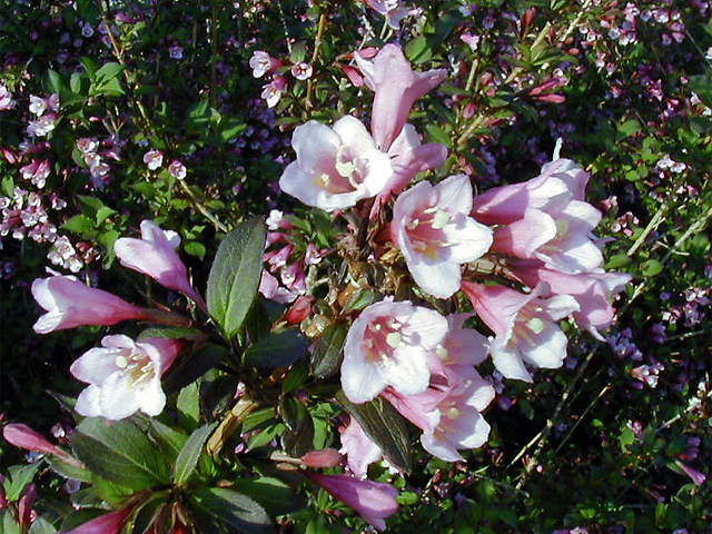 <p>scientific name</p>