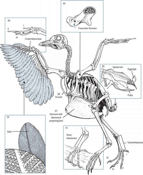 <ul><li><p><span>includes some extinct and all extant birds</span></p></li><li><p><span>tail usually ends in pygostyle</span></p></li><li><p><span>most without teeth in bill</span></p></li><li><p><span>usually a well-developed sternum</span></p><ul><li><p><span>e.g., <em>Gallus gallus</em></span></p></li></ul></li></ul><p></p>
