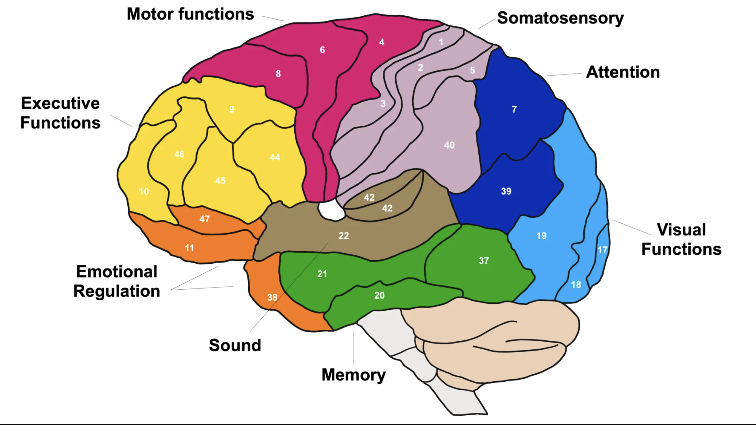 <p>Brodmann Areas</p>
