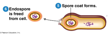 <p>A <strong>coat </strong>that protects <strong>prokaryotes </strong>from harsh conditions, only present in <strong>gram positive cells</strong>. In the right conditions, the endospore can revert to a <strong>vegetative state </strong>(growing)</p>