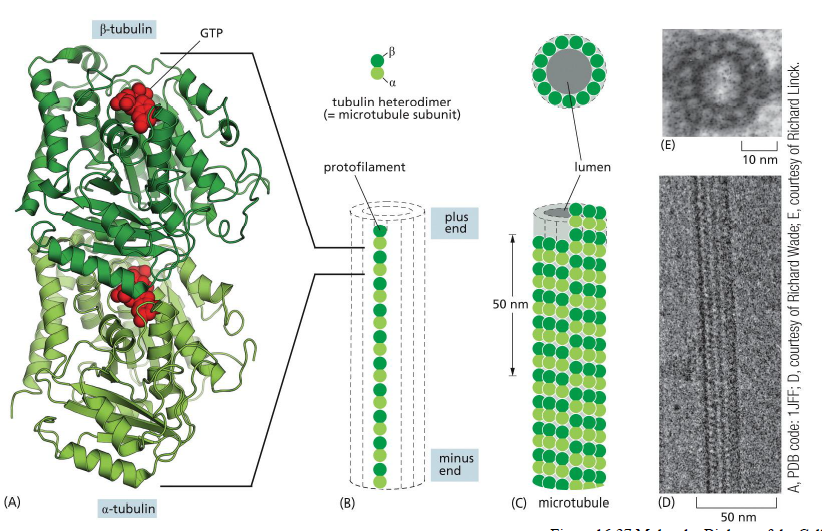 <p>Mikrotubuli er hule rør opbygget af protofilamenter.</p><p>Hvert protofilament består af α/β-tubulin heterodimere arrangeret head-to-tail, hvilket giver polaritet:</p><ul><li><p>plus-end</p></li><li><p>minus-end</p></li></ul><p>13 protofilamenter danner tilsammen et mikrotubulus-rør.</p><p>Tubulin binder GTP, som er vigtigt for polymerisering og stabilitet.</p>
