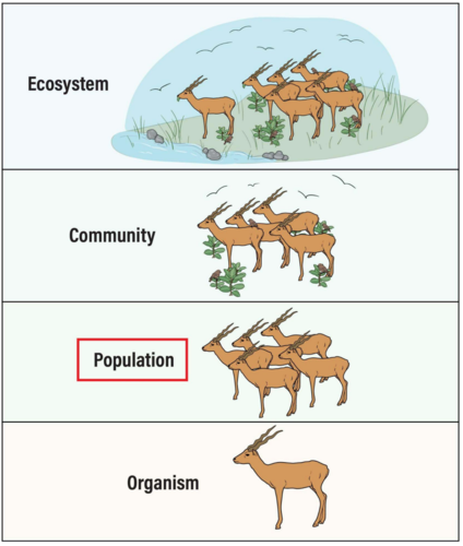 <p>a group of interacting individuals of the same species located in the same area</p>