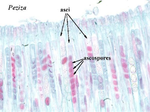<p><span>microscopic, sac-like cells that serve as the primary sexual reproductive structure</span></p><p><span>where sexual spores, called </span><strong>ascospores</strong><span>, are formed through a process of nuclear fusion (karyogamy) and meiosis.</span></p>