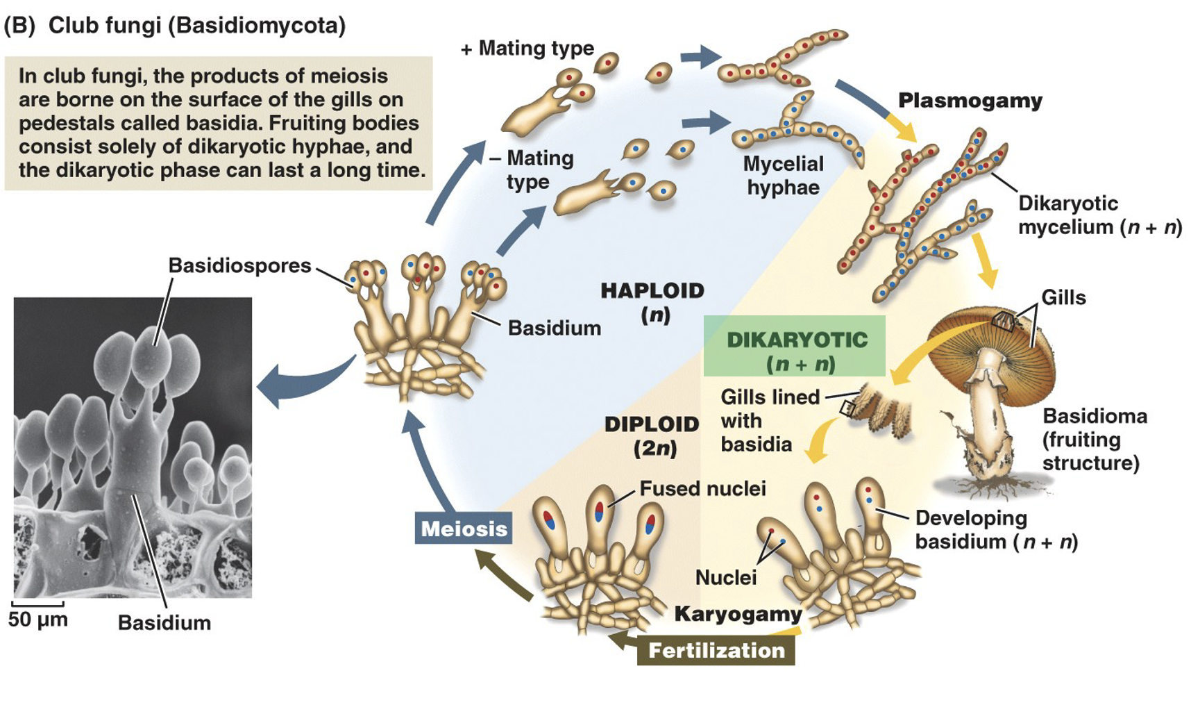 <p>Important terms are <strong>basidioma (fruiting structure)</strong>, <strong>basidium (hold basidiospores)</strong>, and <strong>basidiospores (grow on basidium)</strong></p><p>The chromosome # of basidium after plasmogamy are <strong>dikaryotic</strong> (n+n); two haploid nuclei</p><p>The chromosome # of basidium after karygamy are <strong>single</strong> <strong>diploid</strong> (2n) nucleus</p><p>The chromosome # of basidiospores after meiosis are <strong>single</strong> <strong>haploid</strong> (n) nucleus</p><p>There are<strong> 4</strong> basidiospores per basidium after meiosis </p>