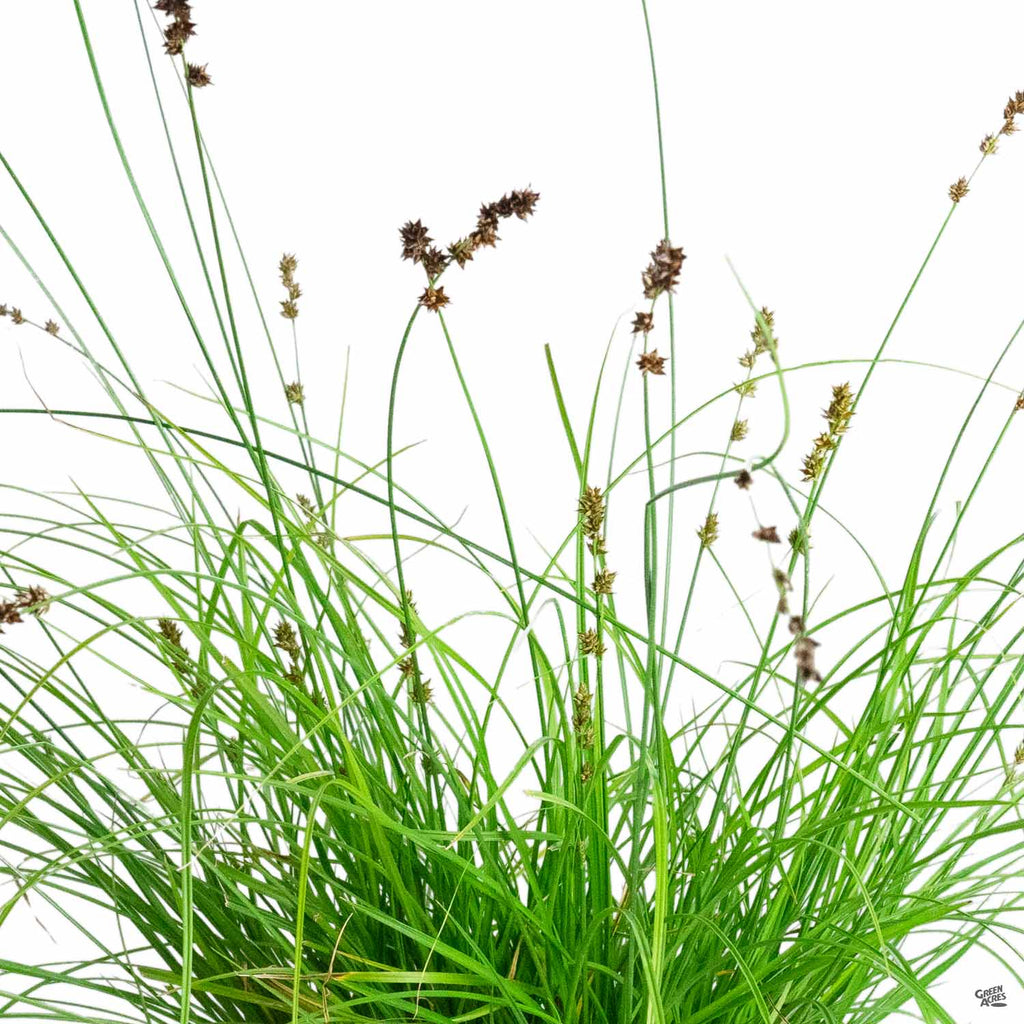 <p>Carvex divulsa, Berkeley sedge, cyperaceae</p>