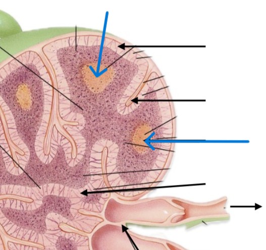 <p>Which part of lymph node:</p><ul><li><p>Dark zone & center</p></li><li><p>Surrounded by medullary sinus</p></li></ul><p></p>
