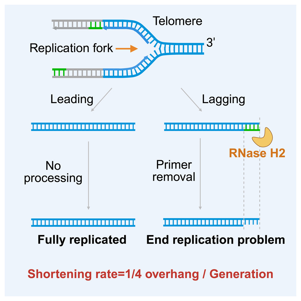 <p>Why is some DNA lost at chromosomal ends every time DNA is replicated? What does this stem from? (DNA poly. traits) </p>