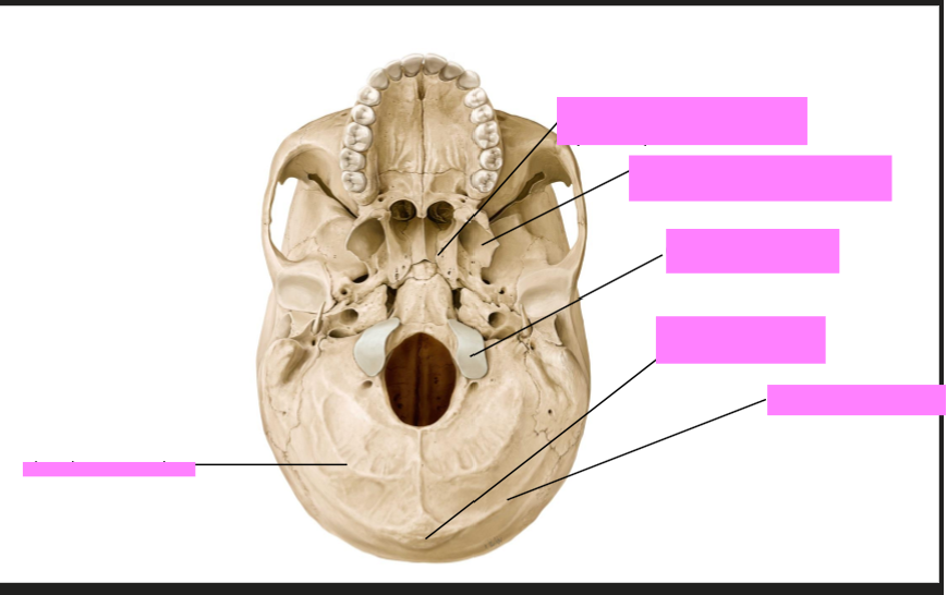 <p>Label the Skull</p>