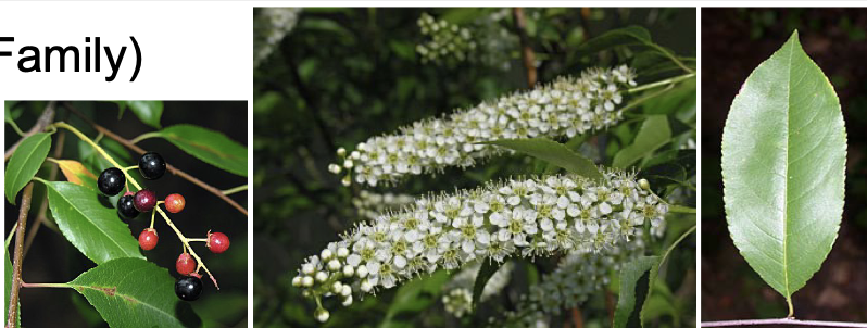 <p>Family<br>Genus<br>Species<br>Common Name</p>