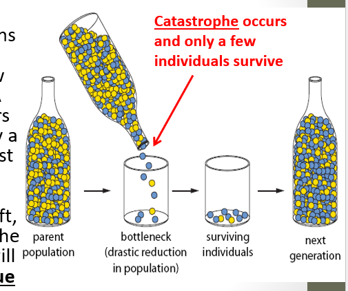 <p>Bottleneck effect</p>