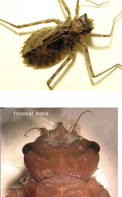 <p>Family?</p>