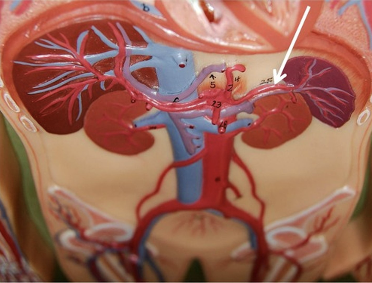 <p>A branch of the celiac trunk that supplies blood to the spleen.</p>