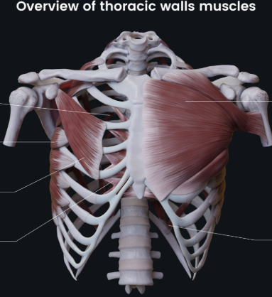<p>Internal intercostals* (Deep muscles of the thorax 2 of 3):</p><p>What is A<span style="color: rgb(255, 0, 0);">A</span>?</p>