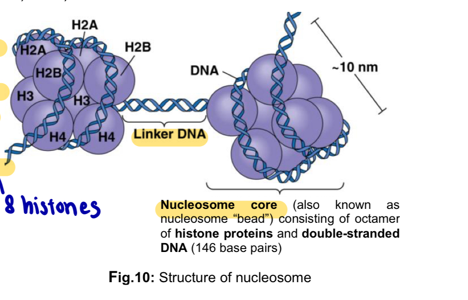 <ol><li><p>Nucleosomes packing process involves <mark data-color="yellow" style="background-color: yellow; color: inherit;">a molecule of DNA coiled around an octamer of histone proteins</mark>, two each of histones H2A, H2B, H3 and H4</p></li></ol><ul><li><p><strong>histones</strong> are small proteins with a high concentration of <strong>positively-charged residues</strong> e.g. <u>lysine</u> and <u>arginine</u>, which form <strong>ionic bonds </strong>with the <strong>negatively-charged sugar-phosphate backbone </strong>of<strong> </strong>DNA</p></li><li><p><strong>histones</strong> assemble into an <strong>octomer</strong> (8 histones) to form a core upon which 146 base pairs of DNA is bound</p></li><li><p>double-stranded <strong>DNA</strong> is coiled around the <strong>histone</strong> core, forming a <strong>nucleosome core </strong>(gives chromatin a ‘beads-on-a-string’ look</p></li><li><p>completed chromatin subunit consists of the <strong>nucleosome core</strong>, the <strong>linker DNA </strong>and the associated non-histone chromosomal proteins</p></li></ul><ol start="2"><li><p><mark data-color="blue" style="background-color: blue; color: inherit;">Multiple nucleosomes </mark>are packed together to <mark data-color="blue" style="background-color: blue; color: inherit;">produce the 10-nm chromatin fibre also known as nucleosome fibre</mark></p></li></ol><p></p><p></p>