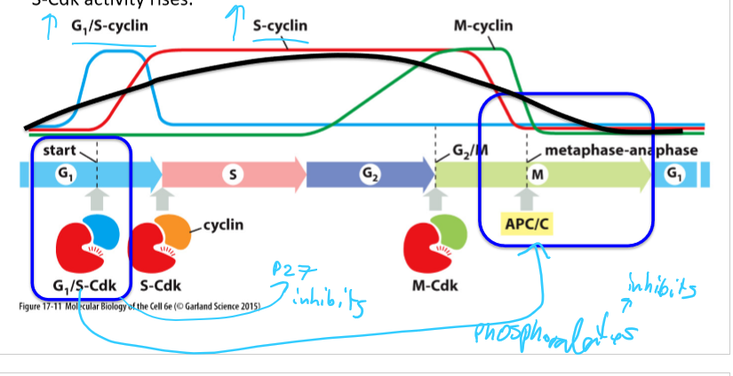 <ul><li><p>G1-Cdk stimulates transcription of G1/S and S-cyclin genes</p></li><li><p>G1/S-Cdk activity inactivates APC/C (phosphorylation) and CKIs that inhibit S-Cdk, initiates centriole duplication in animal cells at the start of S phase</p></li><li><p>S-Cdk activity rises</p></li></ul><p></p>