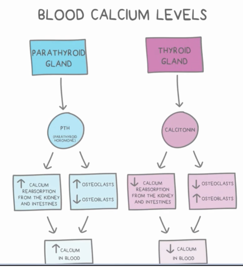 <p>Increases blood calcium levels in the blood, opposite of calcitonin</p><ul><li><p>Stimulates osteoclasts to free calcium by breaking down bone </p></li><li><p>Inhibits osteoblast use of calcium to generate new bone </p></li><li><p>Increases calcium reabsorption in the kidneys and intestines </p></li></ul><p></p>