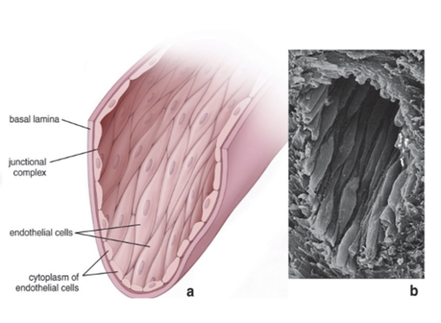 <p>How are endothelial cells in elastic arteries (conducting arteries) connected? (2)</p>