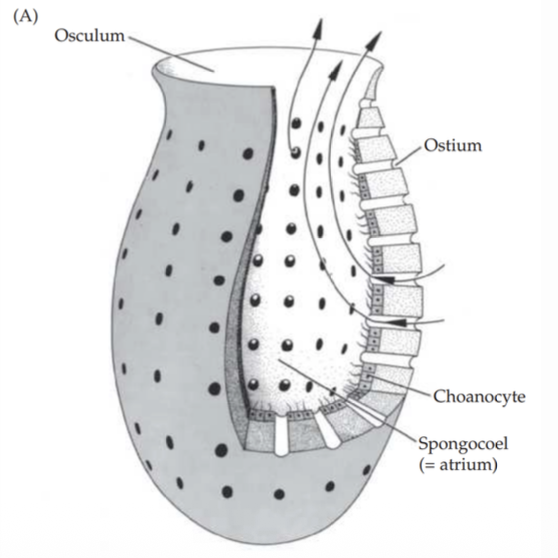 Asconoid sponge
