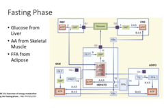 <p>Stored energy is mobilized to <strong>meet current needs</strong></p>