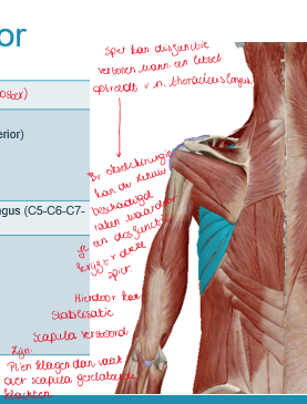 <p>m serratus anterior</p>