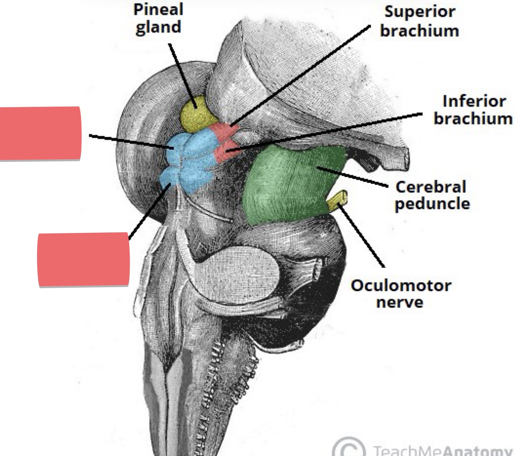 <p>Anterior and Posterior Midbrain</p>