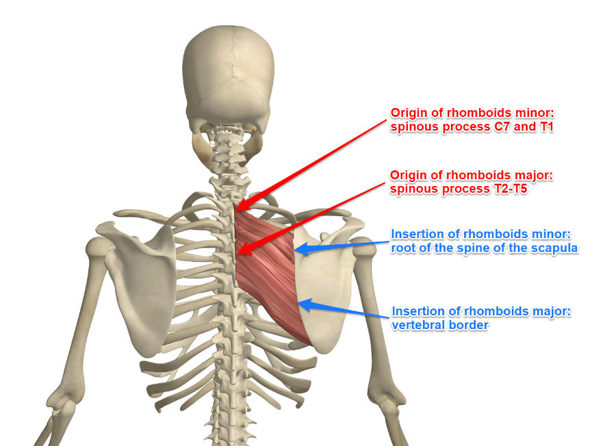 <p><strong>Origin </strong>= spinous processes C7–T1.</p><p><strong>Insertion </strong>= medial border of scapula.</p><p><strong>Action </strong>= stabilizes, adducts, and downwardly rotates scapula</p>
