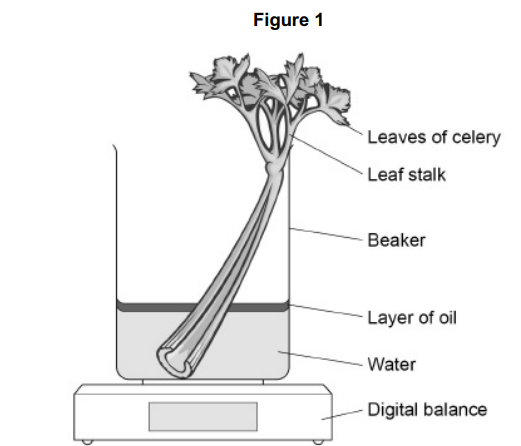 <p>A student used the apparatus shown in Figure 1 and a digital balance to determine the rate of water movement in a celery stalk in grams per hour per group of xylem vessels.</p><p>The student measured the time taken for water movement. Give <strong>two</strong> other measurements he made to calculate the rate of water movement. (2) </p>
