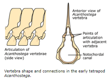 <ul><li><p>Fishes have simple lateral motion and support from water, so:</p><ul><li><p>Arches are relatively straight and needle-like</p></li><li><p>So are ribs</p></li></ul></li><li><p>On land, a quadruped backbone faces same problem a bridge designer would face - sag!</p><ul><li><p>Evolved a series of interlocking articulations on each vertebra</p></li><li><p>Helped overcome sag and hold backbone straight and minimal muscle effort</p></li></ul></li></ul><p></p>