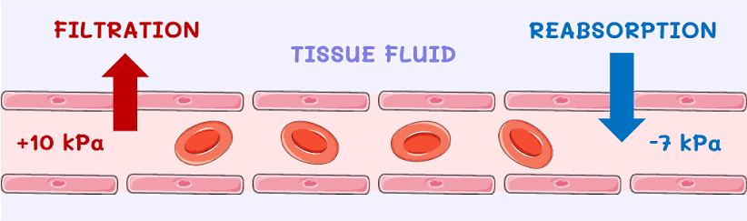 <p>At arteriole side the blood pressure is higher and helps to force the fluid out, called <strong>pressure filtration</strong> </p><p>Most tissue fluid then returns to the capillaries at the venous side of the capillaries bc of the lower blood pressure there</p>
