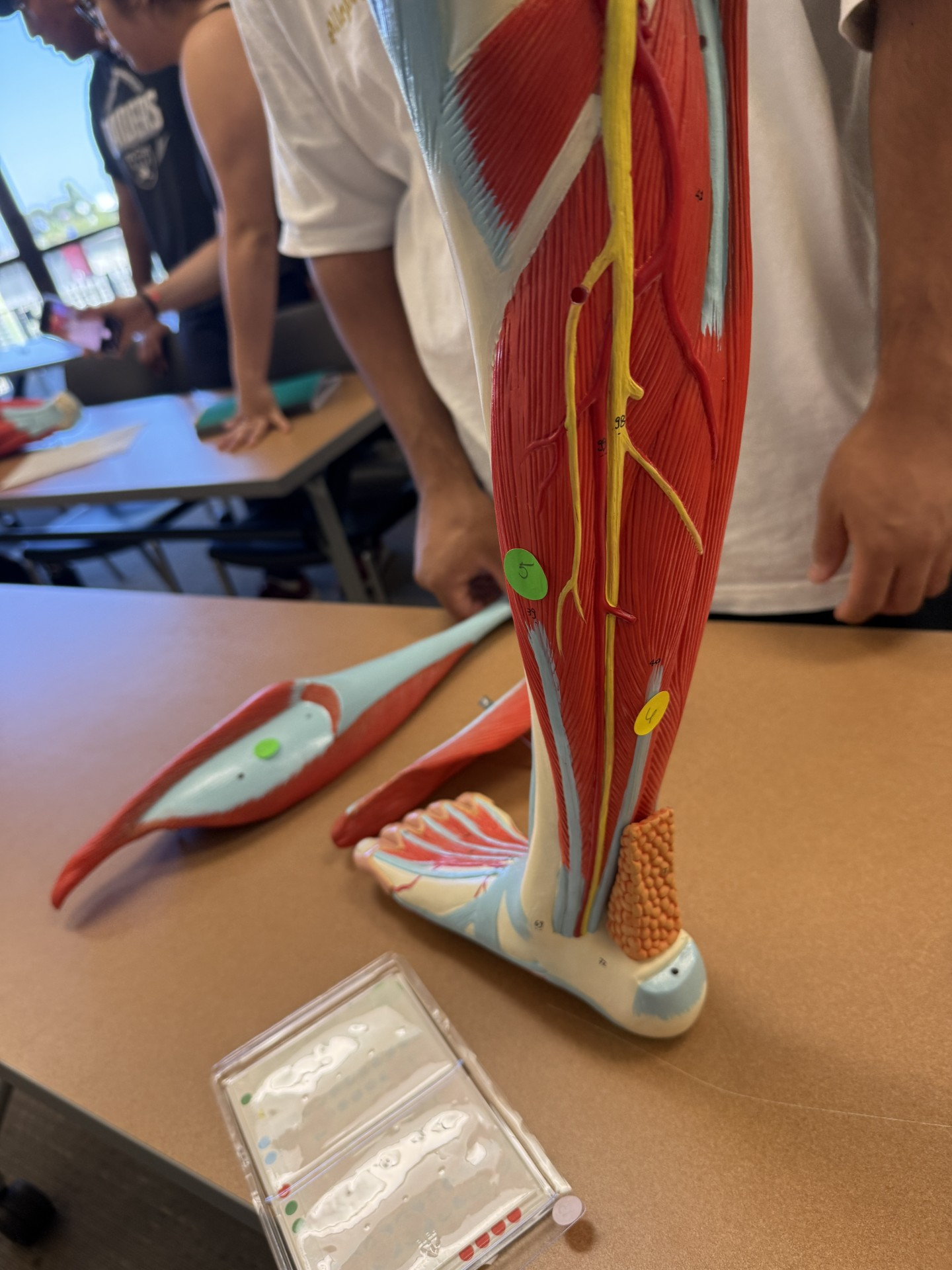 <p>what structures are 5,6 and their actions </p>