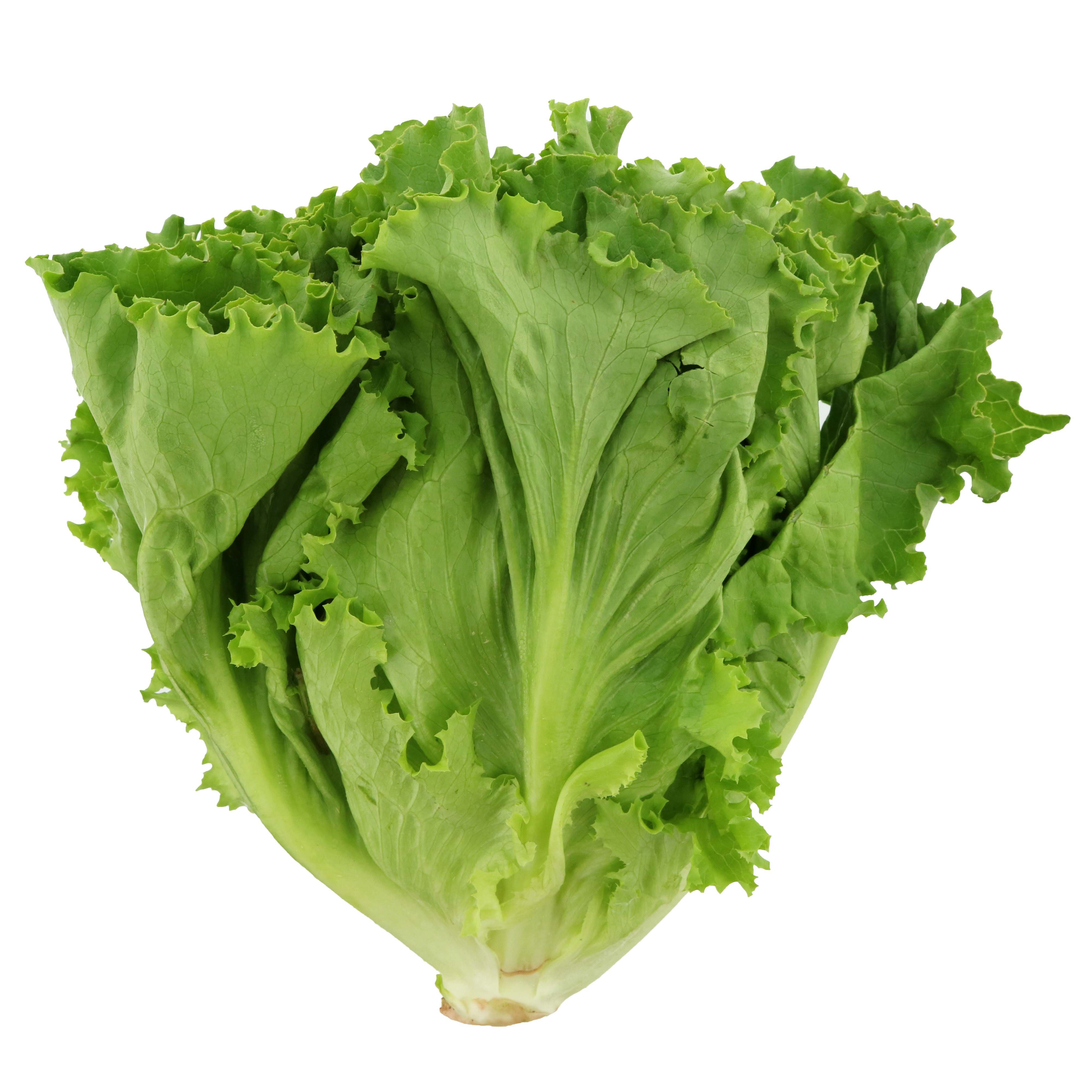 <p>Green Leaf Lettuce</p>