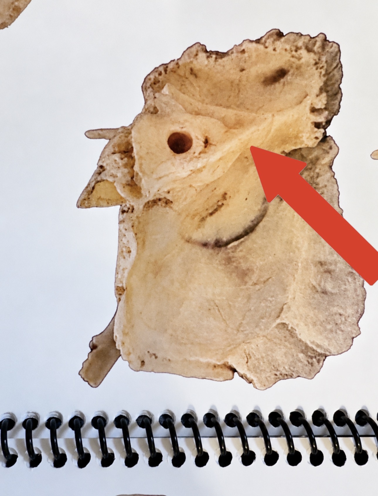 <p>What is this bone detail?</p>