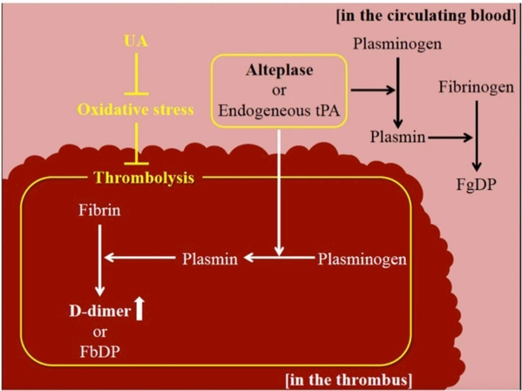 <p>A. Trong máu tuần hoàn, Plasmin tác động lên Fibrinogen; tại cục huyết khối, Plasmin tác động lên Fibrin.</p>