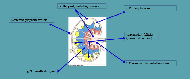 <p>what is occuring at marginal/medullary sinuses</p>