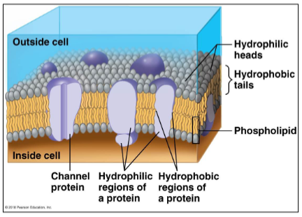 <ul><li><p>Flexible boundary between the living cell and its surrounding envrioment. Regulates the flow of material in and out of the cell. </p></li><li><p>Proteins embedded in the lipid bilayer</p><ul><li><p>Hydrophobic regions embedded in the membrane</p></li><li><p>Hydrophilic regions protrude into the aqueous solutions inside or outside the membrane</p></li></ul></li><li><p>Follows a fluid mosaic model structure and is selectively permeable</p></li></ul><p></p>
