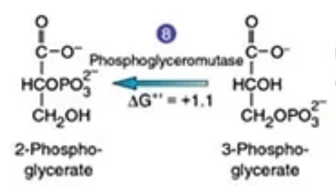<p>the two molecules of triose phosphates are converted into two molecules of 2-phosphoglyceric acid, or two molecules of 2-phosphoglycerate, by enzyme phosphoglyceromutase.</p><p>(3PGA → 2PGA)</p>