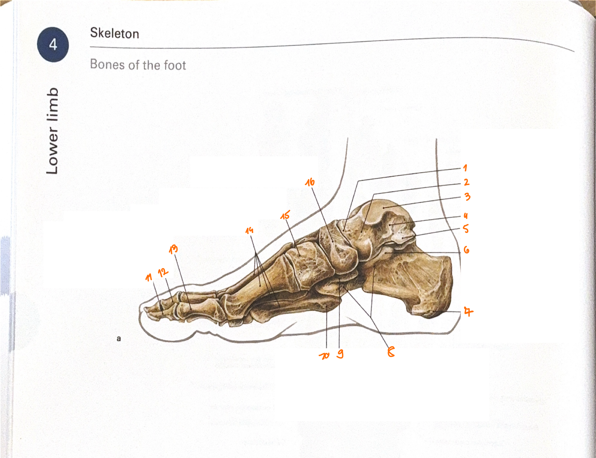 <p>8?</p>