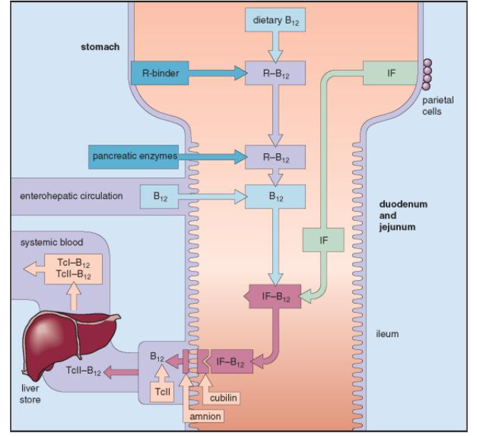 <p>- from mouth - stomach - small bowel (ileum)</p><p>- Dietary Vit B12 combines with intrinsic factor (IF)</p><p>- IF is secreted by parietal cells in the stomach</p><p>- IF - Vitamin B12 complex travels through small bowel</p><p>- attaches to receptors in terminal ileum</p><p>- Vitamin B12 is absorbed</p><p>.</p><p>- Absorbed Vitamin B12 attaches to transcobalamin II</p><p>- Carries Vit B12 in plasma to the liver, BM, tissues</p><p>- most B12 in plasma is attached to another B12 binding protein (transcobalamin I) and is functionally inactive</p>