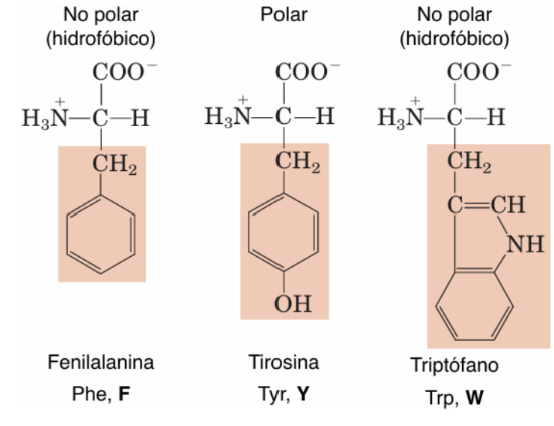 <ul><li><p><span><strong>Fenilalanina</strong> (Phe, F), <strong>Tirosina</strong> (Tyr, Y) y <strong>Triptófano</strong> (Trp, W)</span></p></li><li><p><span>Su anillo aromático se une directamente al carbono β</span></p></li></ul><p></p>