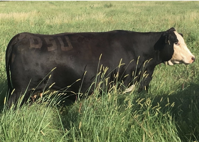 <ul><li><p>very good flesh</p></li><li><p>full brisket</p></li><li><p>pockets of fat in the tail head</p></li><li><p>no ribs visible</p></li></ul><p></p>