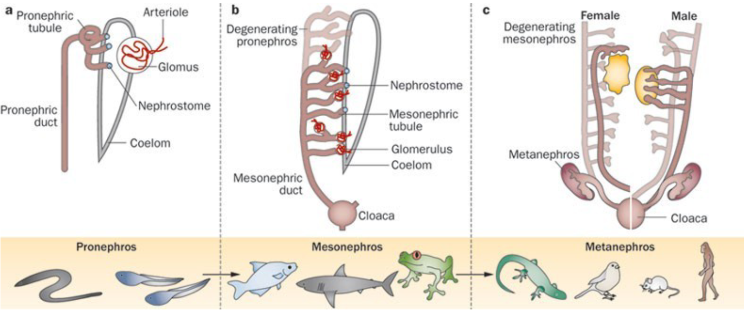 <p>Pronephron —> Mesonephron —> Metanephron</p>