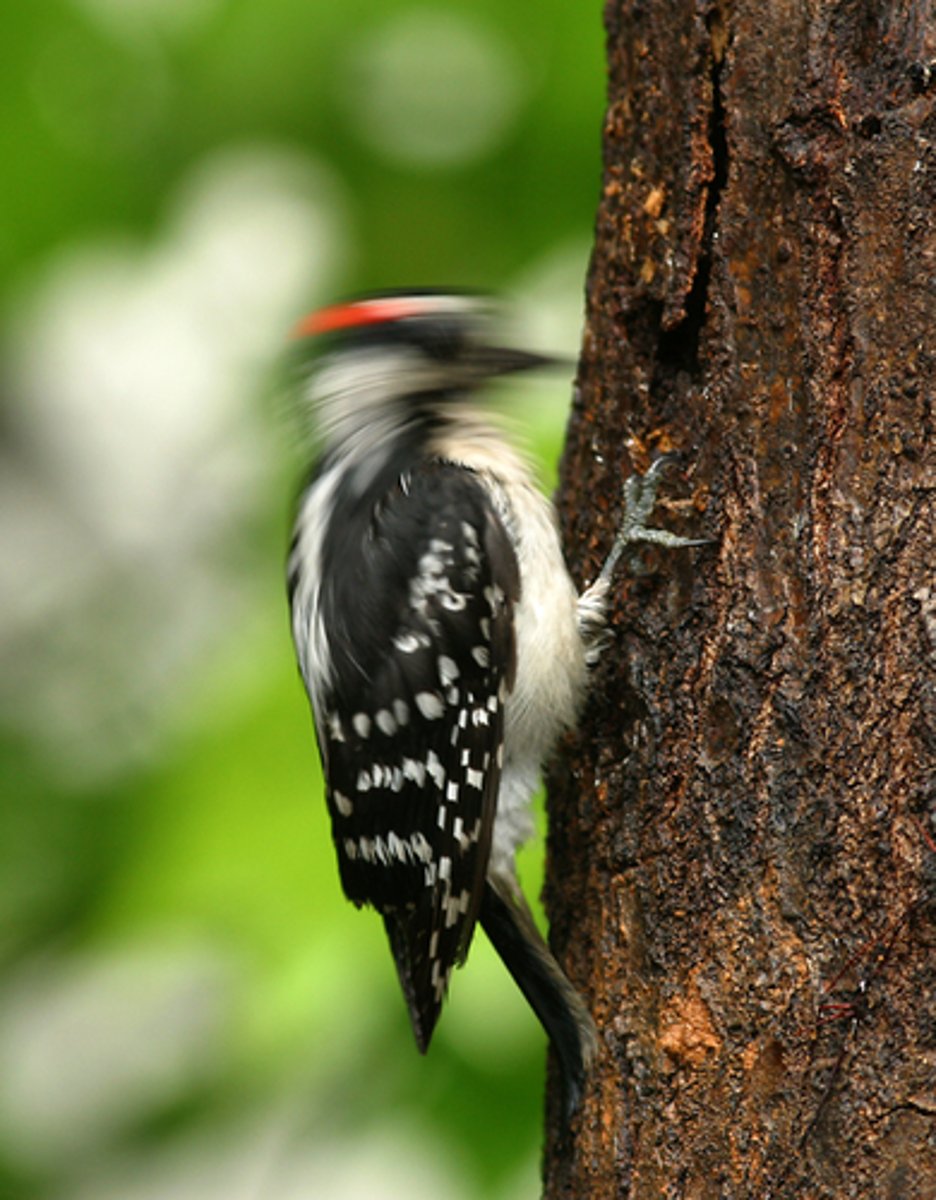 <p>The role or job that an organism has in its habitat, like what it eats and where it lives.</p>