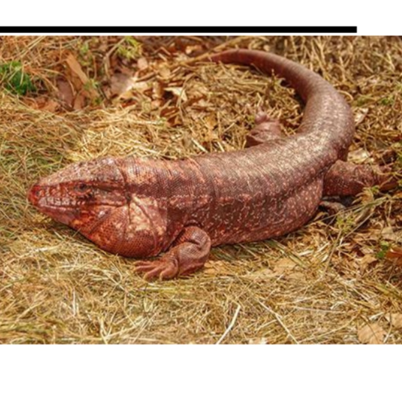 <p>name this animal</p>