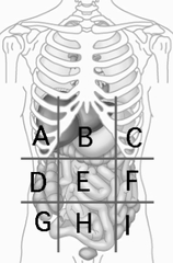 <p>left kidney, spleen, pancreas, and colon</p>