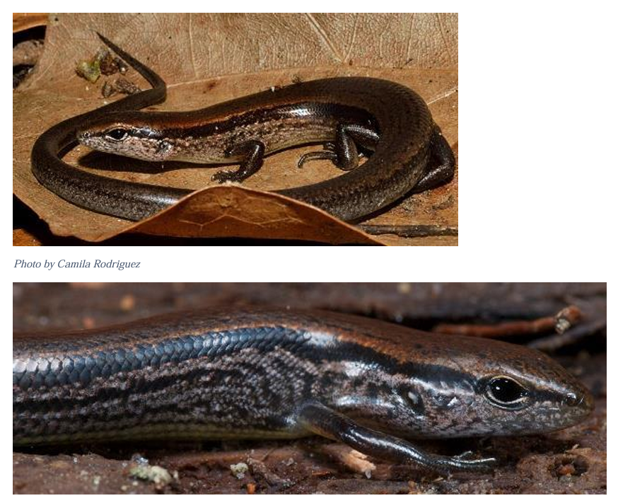 <p>Little Brown (Ground) Skink family & family name</p>